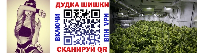 Конопля семена  Купить где  Городовиковск 
